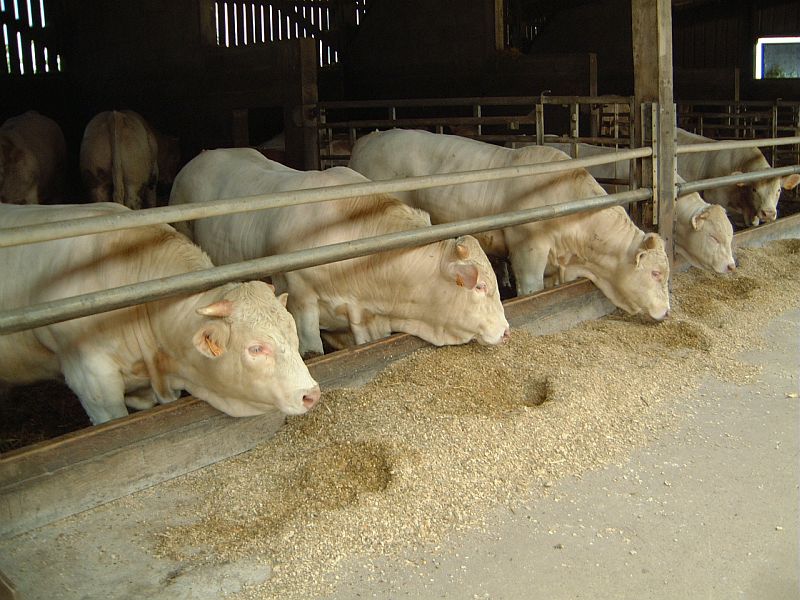 Adapter les rations au profil des maïs [lecture abonné]