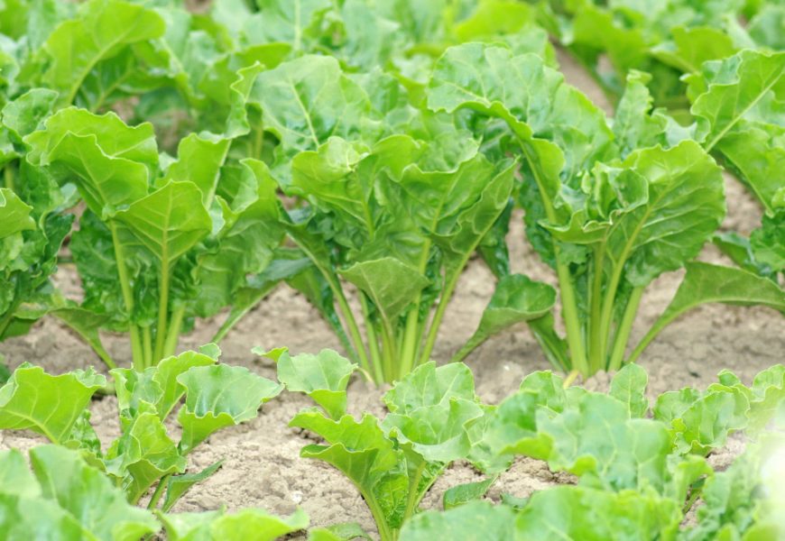 Tereos veut « retrouver de la profitabilité » [lecture abonné]