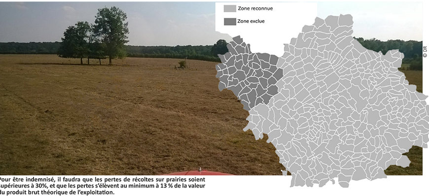 Sécheresse 2020 : les exploitants sinistrés seront indemnisés