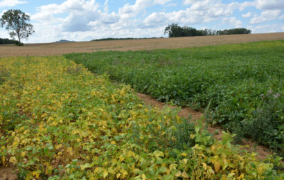 Adapter le groupe de précocité variétale au contexte pédoclimatique