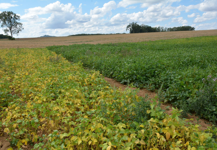 Adapter le groupe de précocité variétale au contexte pédoclimatique