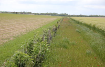 Les bords de champs et les haies  sont bénéfiques pour la biodiversité