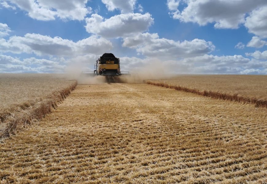 Début de moisson contrarié mais encourageant