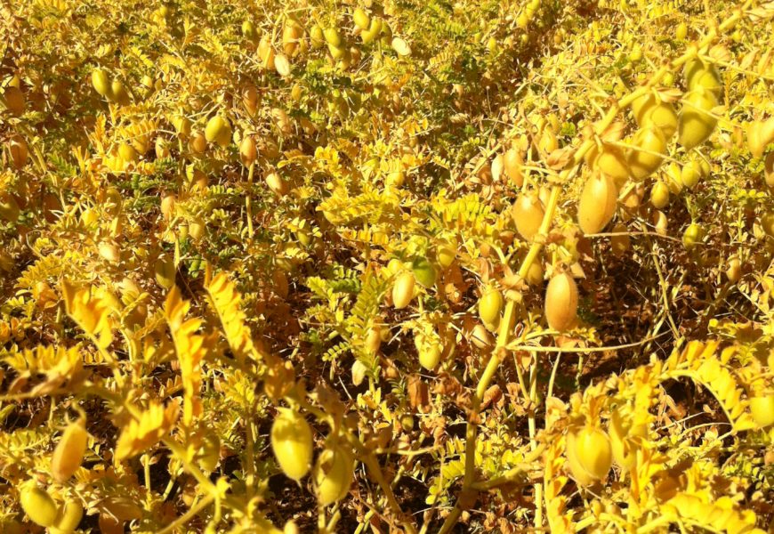 Le pois chiche, une culture  qui prend du poids