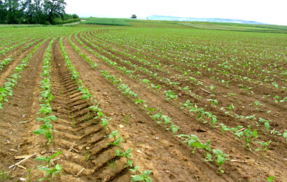 Réussir l’implantation pour rendre  le tournesol plus robuste