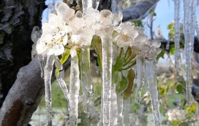 Gel : les calamités agricoles mobilisées