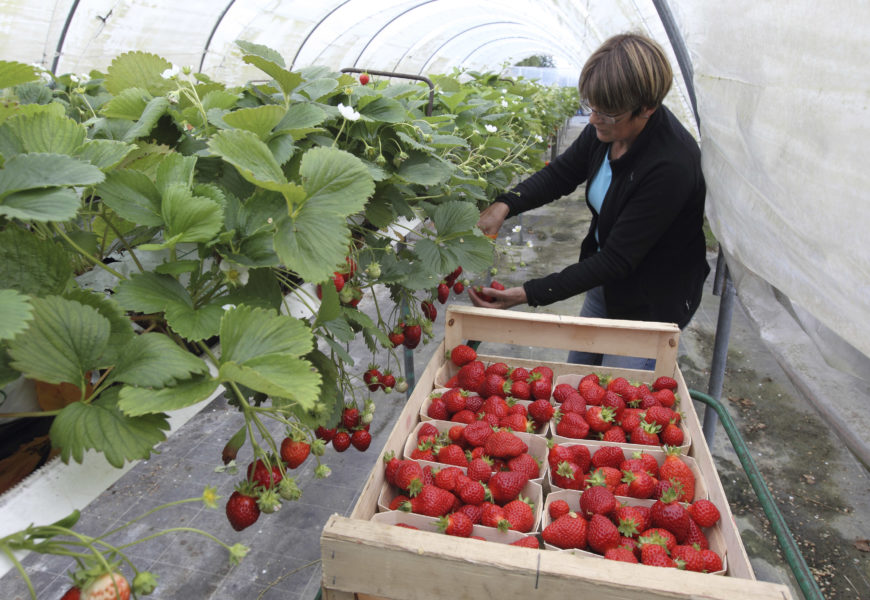 Le casse-tête du recrutement  de travailleurs saisonniers