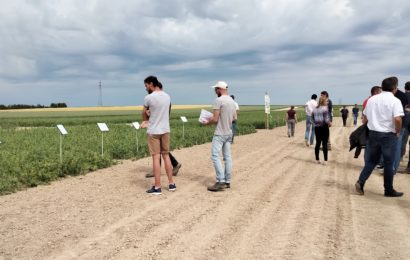 La face cachée des pois protéagineux