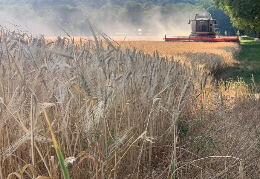 Moisson : démarrage satisfaisant  dans l’Aube
