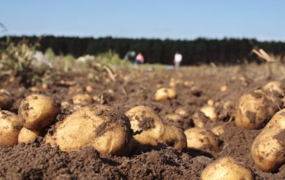 Pomme de terre : léger rebond des surfaces en 2022
