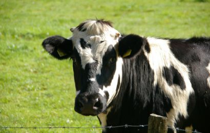 La valeur ajoutée échappe aux agriculteurs