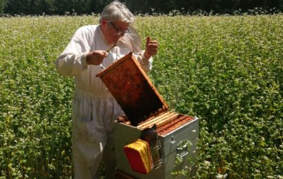 Le miel de sarrasin, du goût  et beaucoup de bienfaits