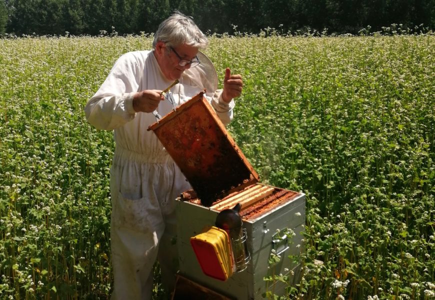 Le miel de sarrasin, du goût  et beaucoup de bienfaits