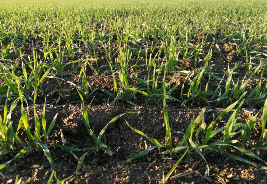 Orges de printemps semées  à l’automne : les recommandations