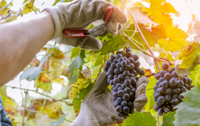 Vendanges 2022 : de beaux raisins, des bons volumes