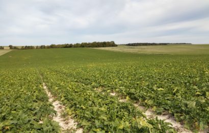 L’ITB dans les startings-blocks pour proposer des solutions contre la jaunisse