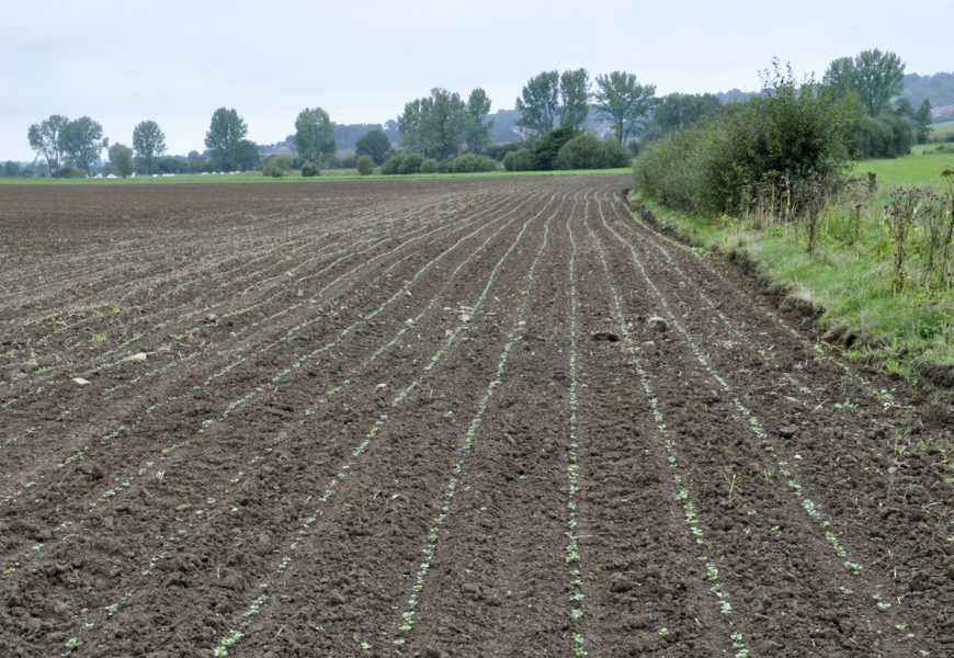 Levée tardive : un colza  sous haute surveillance