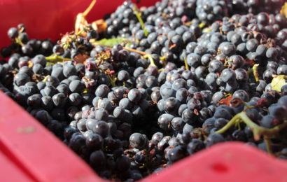 Vendanges solaires pour le champagne