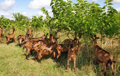 Les arbres fourragers, une ressource  prometteuse