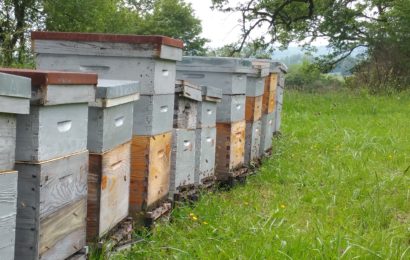 Le syndicat apicole de l’Aube a cent vingt-cinq ans