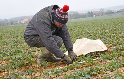 Commencer à réaliser les pesées colza de sortie hiver