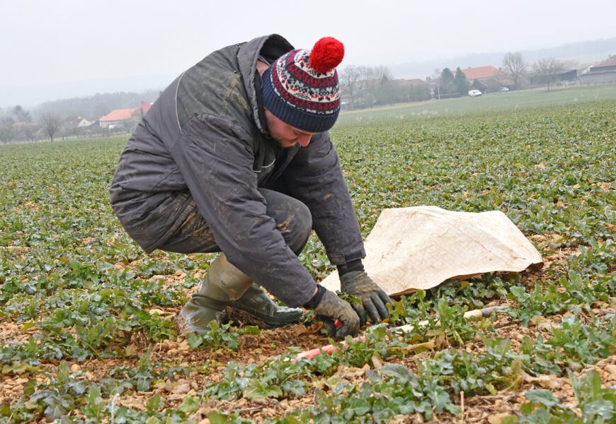 Commencer à réaliser les pesées colza de sortie hiver