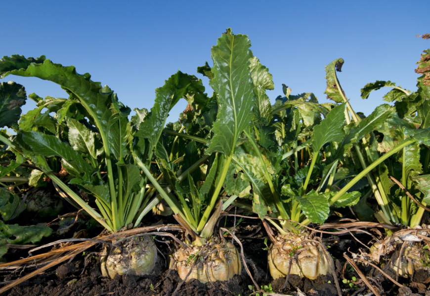 « Un quart de la surface betteravière française pourrait disparaître »