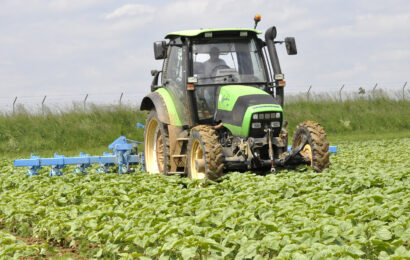 Tournesol : ne levez pas le pied  sur la prélevée