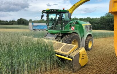 Seigle : la biomasse verte  pour produire de l’énergie…