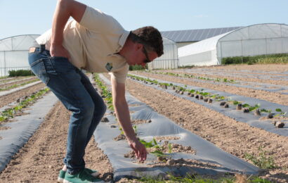 Un potager géant mêlant production agricole et énergétique