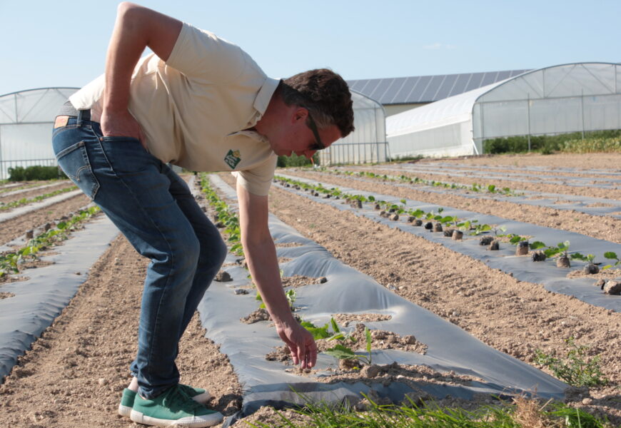 Un potager géant mêlant production agricole et énergétique