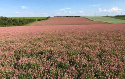 La filière Sainfoin se structure