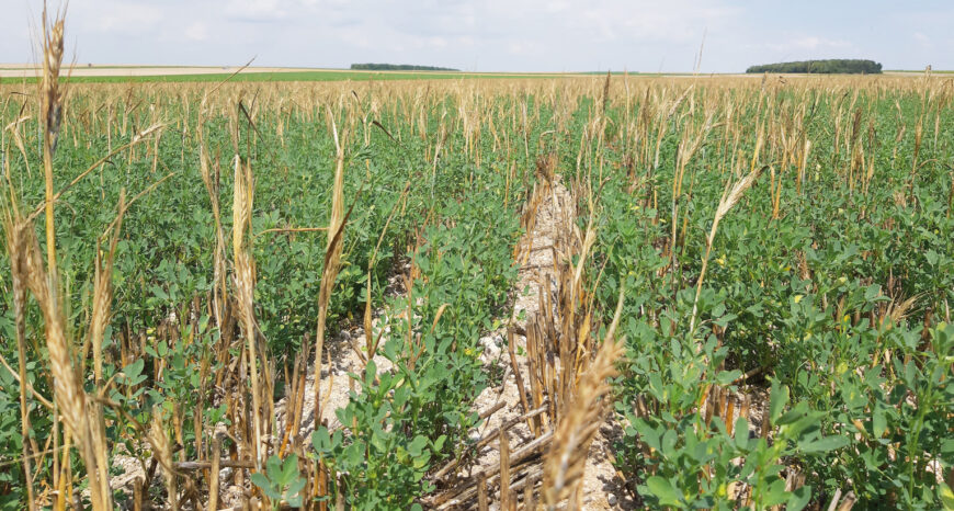 Bien semer ses luzernes en période de sécheresse
