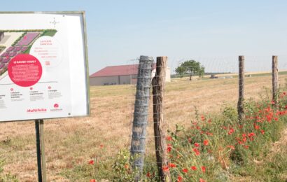 Tirer la quintessence du sainfoin, une « plante en or »