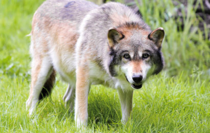 Les éleveurs claquent la porte au plan Loup