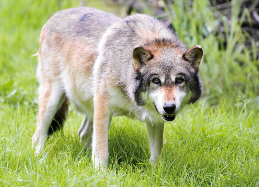 Les éleveurs claquent la porte au plan Loup