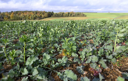 Plantes compagnes : association  de bienfaiteurs