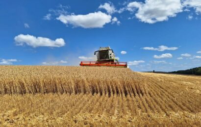 Fin de moisson, résultats moyens pour le blé