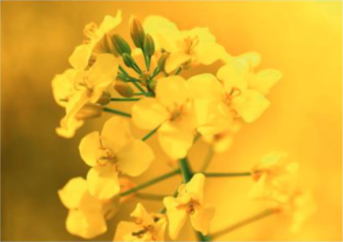 Le colza dans un environnement porteur