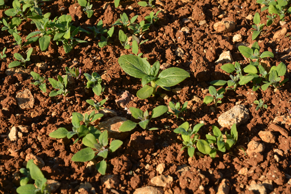 Tournesol : adapter la stratégie  de désherbage