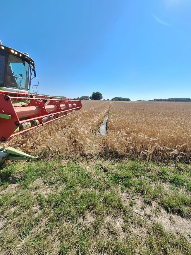 La moisson a démarré