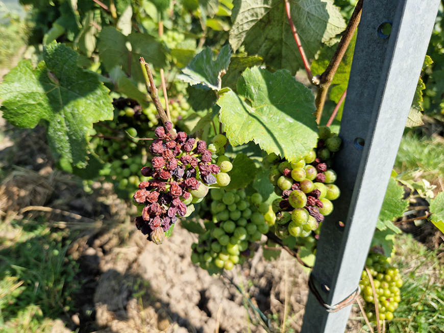 Vendanges difficiles,  quid de la vinification ?