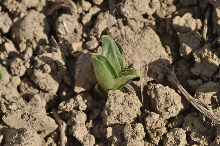Implantation de la  féverole de printemps