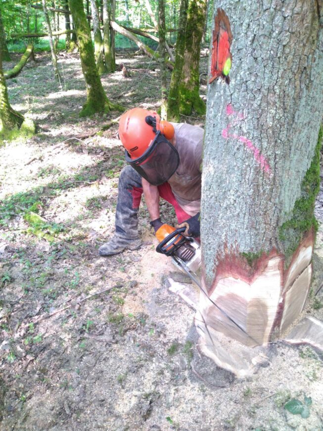 Dans l’Aube, un cursus pour répondre aux besoins de la filière forestière