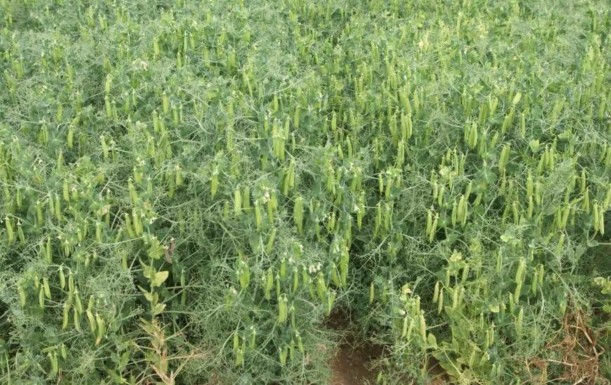 ” Le pois, une culture qui a de l’avenir “