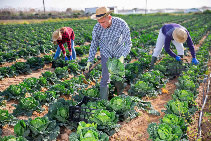 Dernière ligne droite pour la loi d’orientation agricole