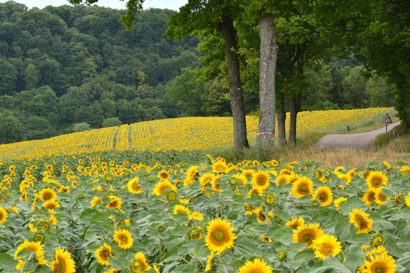 Réussir l’implantation du tournesol