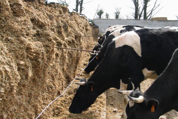 Vaches laitières : remplacement total du maïs ensilage par l’ensilage de luzerne et maïs épi
