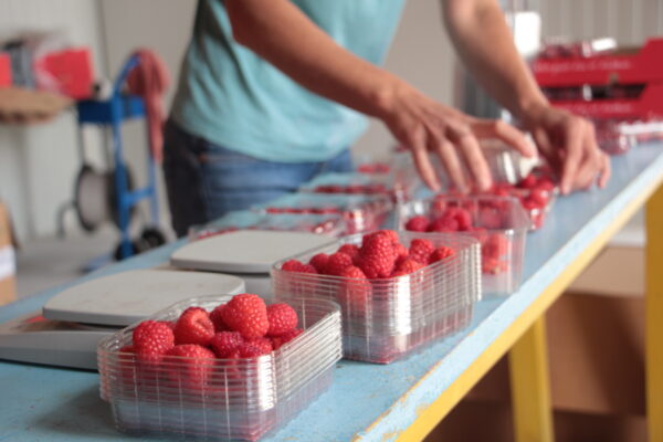 Au royaume de la framboise