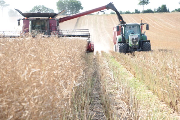 La moisson démarre mais sans euphorie